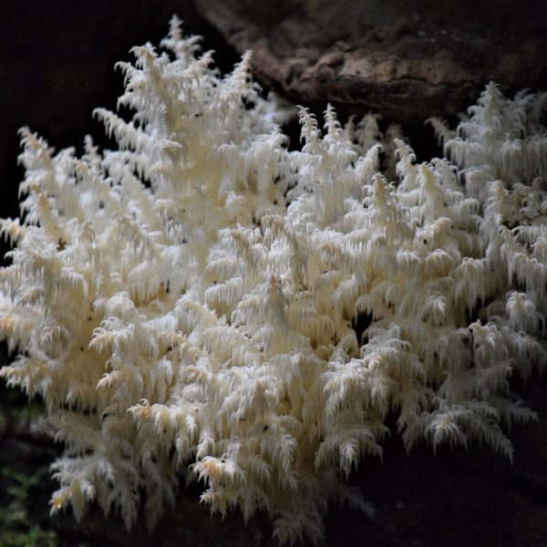 fungus coral