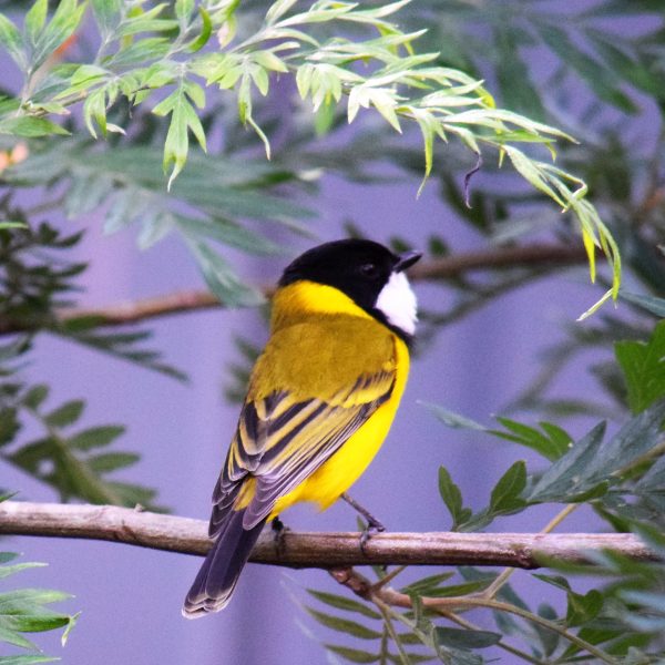 Golden Whistler