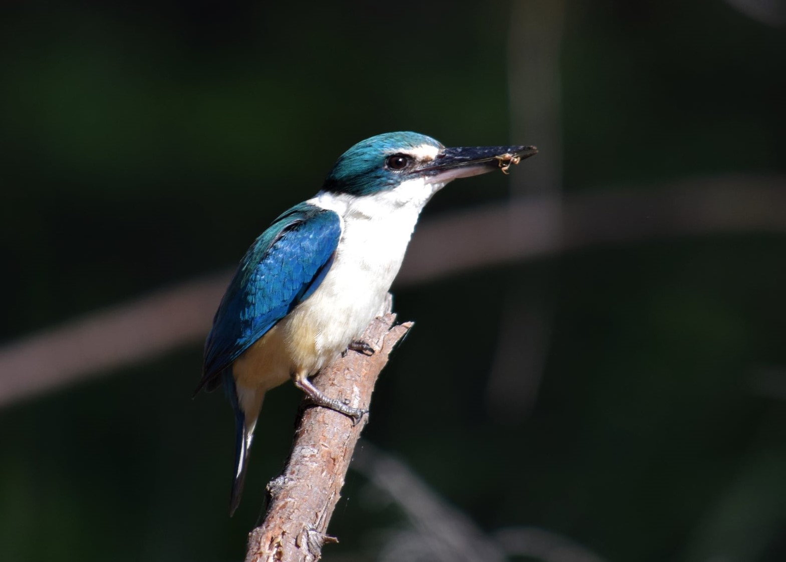 Bird life