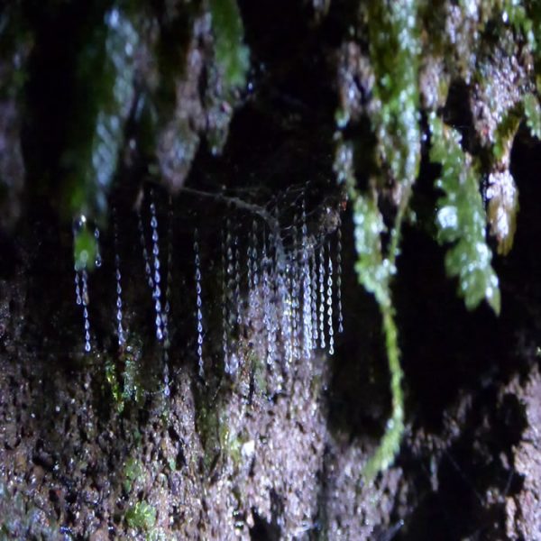 Glow Worms