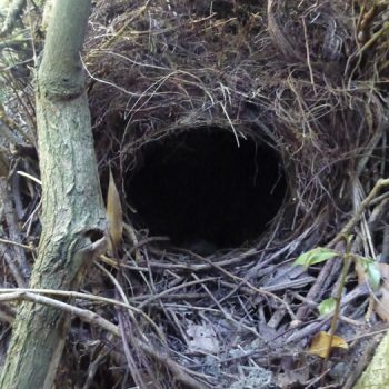 Lyre Bird - First Day