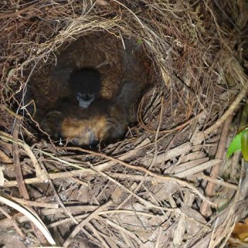 Lyre Bird - Second Visit