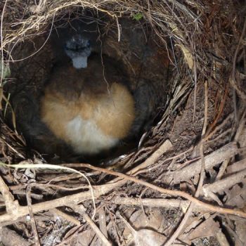 Lyrebird - Last Visit