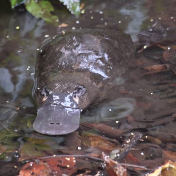 Platypus